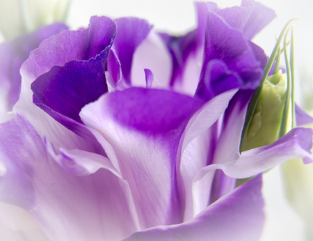 Purple Lisianthus