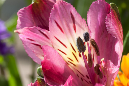 Alstroemeria