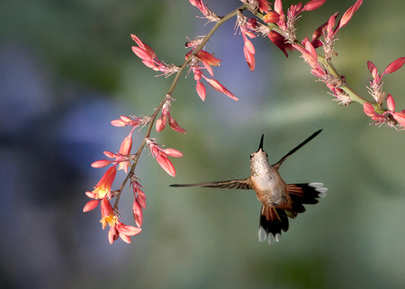 Will Dance for Nectar