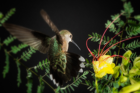 Bird of Paradise 1