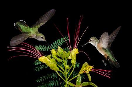 Bird Of Paradise Duo