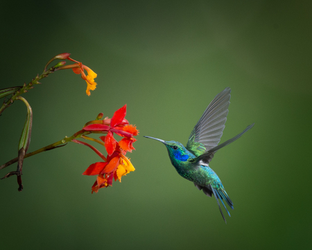 Green Violetear